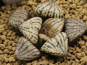 ■[W056]海ほたるF2特黒×KyoS　実生　未繁殖【多肉植物　Haworthia　ハオルチア　ハオルシア】