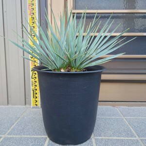 ◆ユッカロストラータ Yucca rostrata 《2本立ち・Ｈ＝約40cm・8号ポット》◆ ドライガーデン ロックガーデン 南国リゾート 126