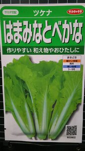 ３袋セット はま みなと べかな ツケナ 種 郵便は送料無料