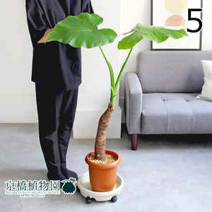 【現品】クワズイモ 7号 茶鉢（5）Alocasia odora