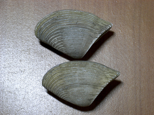 貝の標本Hecuba scortum set 2
