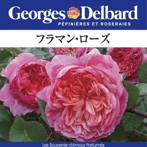 送料無料　フラマン ローズ長尺7号 大苗　　鉢植え バラ 薔薇 デルバール 大苗 フレンチローズ 7号鉢 7寸 フラマンローズ