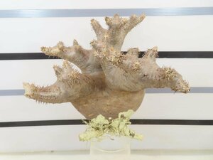 7232 「塊根植物」パキポディウム イノピナツム大 抜き苗 【最新到着・inopinatum・根切確認済み・マダガスカル】