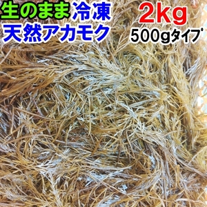 【訳あり20％OFF中】アカモク２ｋｇ（500ｇ×4袋）【生のまま冷凍小分け品】の完全無添加 ！あかもく ぎばさ ねばねば ネバネバ ギバサ