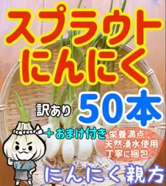 大人気 スプラウトにんにく　驚きの栄養価　発芽にんにく 訳あり50本＋おまけ付き