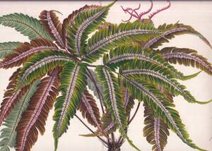 フランスアンティーク 博物画 植物画『PTERIS　TRICOLOR』 多色刷り石版画　ボタニカルアート