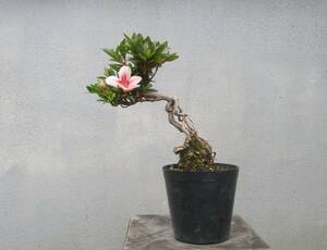 小品　根上がり　さつき盆栽　　◆女峰山◆　　鉢　　　３号深