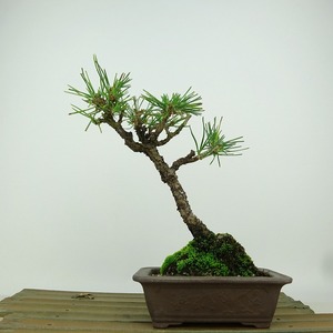 盆栽 松 黒松 樹高 約18cm くろまつ Pinus thunbergii クロマツ マツ科 常緑針葉樹 観賞用 小品 現品