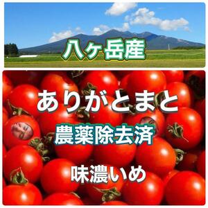 農薬除去 トマト嫌いの子どもOK！八ヶ岳産 ミニトマト 約1.1kg 味濃いめ！