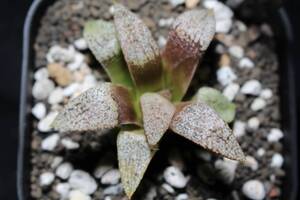 コンプトニアーナ　Haworthia　ハオルチア