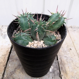 現物出品【ユーフォルビア SP（アフリカ産種子）＊Euphorbia】３号