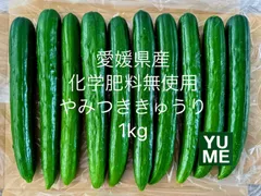 11/27 朝採れ‼️愛媛県産化学肥料無使用 やみつききゅうり1kg