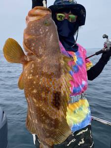 長崎県壱岐天然　高級魚アコウ(キジハタ)詰め合わせ