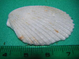 天然採取の貝殻　「正式名不明」　標本　超美品　４０