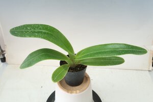 値引再出品！ 洋蘭 パフィオ TA11797 TB18-72 Paph. Crazy Star (Crazy Jolly 