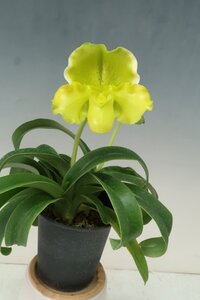 洋蘭 パフィオ TA11853 TB17-37 Paph. (Emerald Lake 