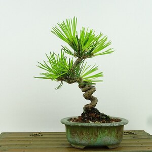 盆栽 松 黒松 樹高 約16cm くろまつ Pinus thunbergii クロマツ マツ科 常緑針葉樹 観賞用 小品 現品