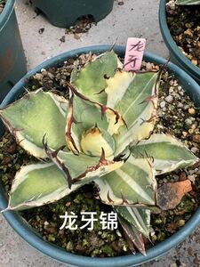 【FJ Agave】k13アガベ Agave 龍牙錦 斑入 特選 子株 多肉植物 極上株