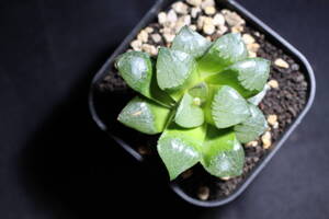 Haworthia/トロピカルナイト　ハオルチア　管理235