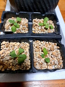 ③ペラルゴニウム カロリヘンリキ　4株 Pelargonium caroli-henrici 実生 特大株同士他家受粉種子による実生　