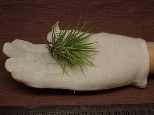 Tillandsia ionantha Mexico チランジア・イオナンタ メキシコ 057★エアプランツPF