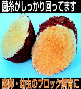 カブトムシ幼虫の栄養強化に！椎茸菌床ブロック【8個】クヌギ100％ ブロックのまま発酵マットに埋め込むだけで幼虫がモリモリ食べます！