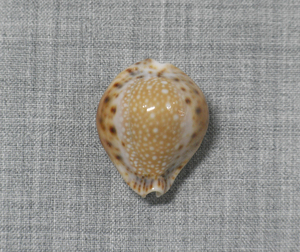 貝の標本 Cypraea lamarckii redimita 26.5mm.Thailand