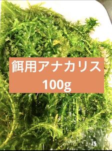 餌用　アナカリス　約100g