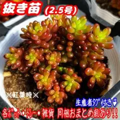 【抜き苗】レッドベリー 多肉植物 セダム 紅葉 プレステラ プラ鉢d