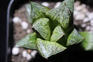 御津姫　Haworthia　ハオルチア