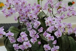 ◎洋蘭◎ Phal. schilleriana 