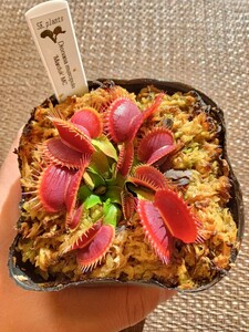 食虫植物 Dionaea muscipula marduk MC No.2 ハエトリソウ