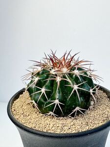 ディスコカクタス トリコルニス ギガンティア Discocactus tricornis var. giganteus 原産地 ブラジル抜き苗送料無料 選抜実生株　希少種