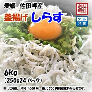 釜揚げしらす 6kg (250g×24p） 冷蔵便 愛媛 佐田岬産 浜から直送 無添加/無着色 送料込み 北海道/沖縄/東北は別途送料 宇和海の幸問屋