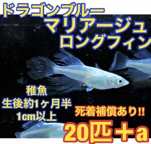 沖ちゃんメダカ【送料無料】※発送方法必読※【送料無料】ドラゴンブルー　ロングフィン　ヒレ長　青蝶　モルフォ　マリアージュ 稚魚