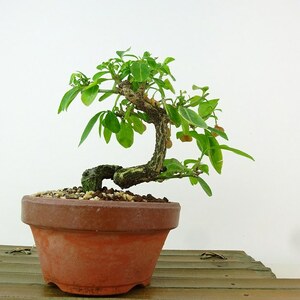 盆栽 真弓 樹高 約10cm まゆみ Euonymus sieboldianus マユミ 紅葉 ニシキギ科 落葉広葉樹 観賞用 小品 現品