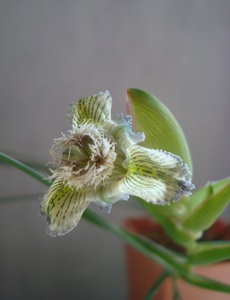 南ア球根 フェラリア フェラリオラ(Ferraria ferrariola)開花大球２球