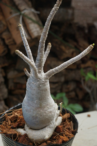 　Adenium arabicum (管理番号：ar21）アデニウム　アラビカム