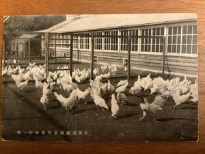 PP-1914 ■送料無料■ 北海道 北海道庁種畜場 養鶏 鶏 鳥 絵葉書 写真 印刷物 古写真/くNAら