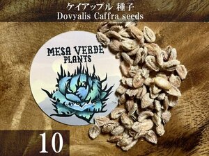 ケイアップル 種子 10粒+α Dovyalis Caffra 10 seeds+α 種 Kei Apple