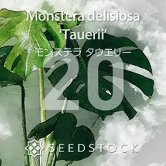 モンステラの種 Monstera deliciosa Tauerii 20粒 ゆうパケット発送