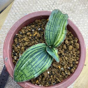 超希少種　サンスベリア クレオパトラ　斑入りSANSEVIERIA CLEOPATRA VARIEGATED 斑入り VARIEGATED 多肉植物 サンセベリア 錦 