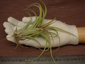 Tillandsia 