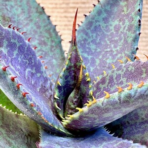 【Lj_plants】Q744 激レア高級品種 多肉植物 アガベ 厚叶agave マンガベ イシスメンシス×ブラッドスポット 極上斑です Sクラスは希少株