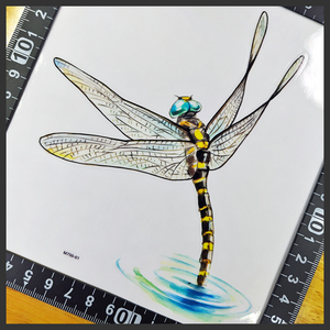 とんぼ 光沢ステッカー15x13.5(cm) D.Fly06　　 [●匿名配送● 蜻蛉 トンボ 昆虫 野生 自然 山 アウトドア]