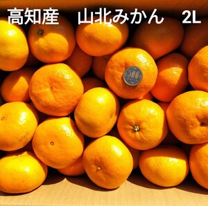 【送料無料】☆高知産☆約５Kg☆　山北みかん　２Lサイズ　☆秀品☆北海道沖縄発送不可☆　