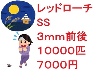 レッドローチ　SS ３ｍｍ前後 １００００匹　７０００円