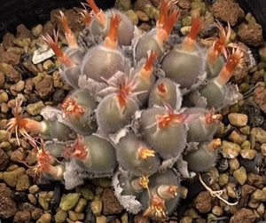 コノフィツム　Conophytum stephanii ssp.helmutii SB1120 Eenrier ④