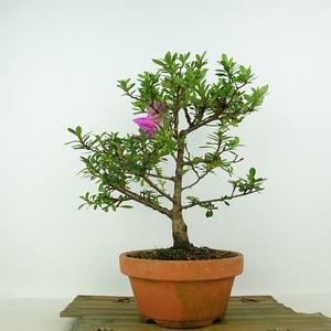 盆栽 皐月 紫輝 樹高 約28cm さつき Rhododendron indicum サツキ ツツジ科 常緑樹 観賞用 現品