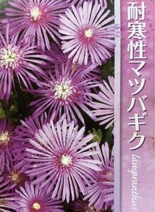 マツバギク 耐寒性 苗20ポット